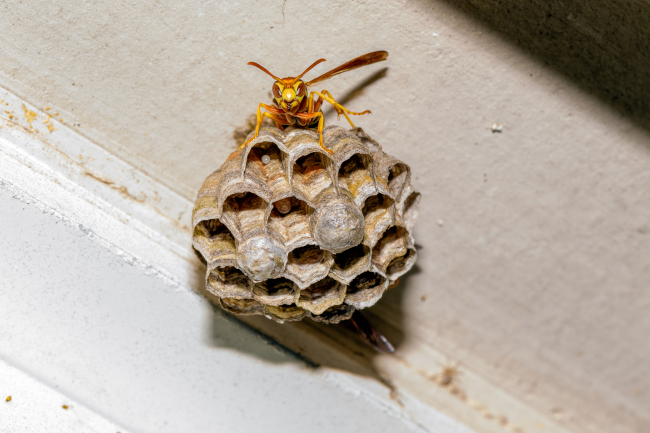Wildlife Control, Winston-Salem, NC | The Dead Pest Society