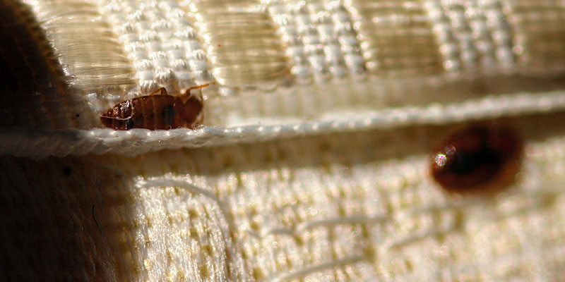Unveiling the Mysteries of Bed Bug Eggs: A Close-Up Examination