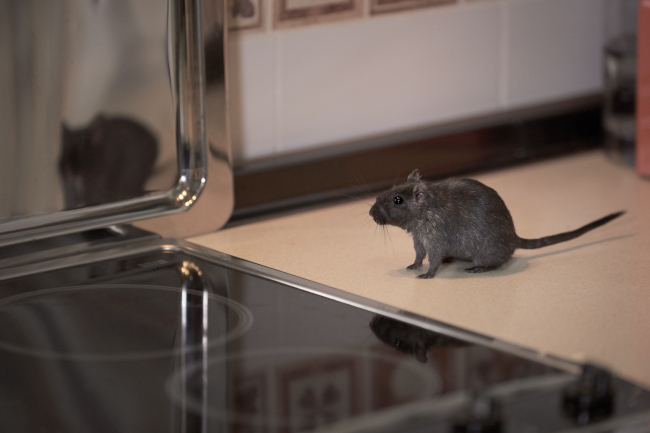 Extermination Services: It’s More Than Bug Squashing | The Dead Pest ...